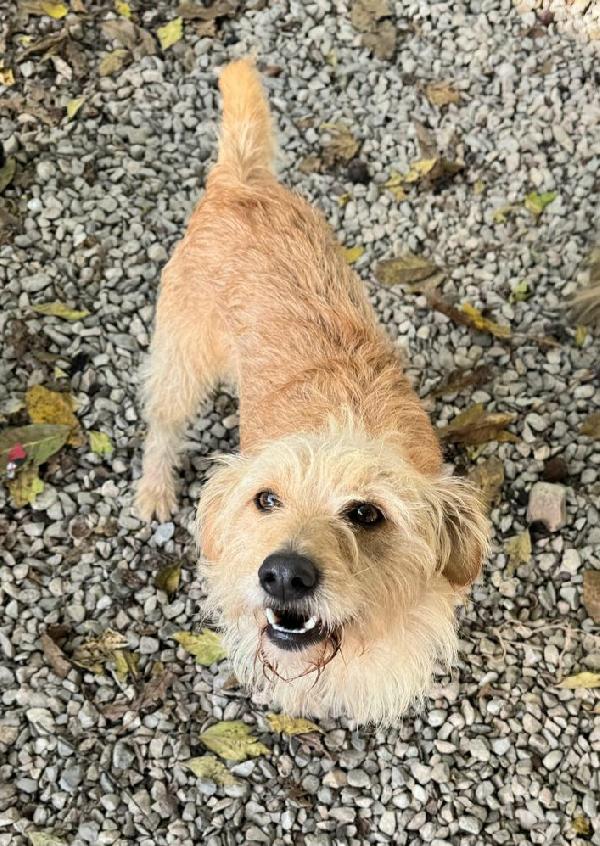 Amleto 2 anni Taglia piccola  Foto 5