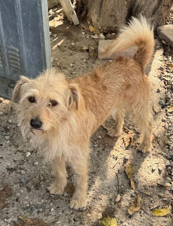 Amleto 2 anni Taglia piccola  Foto 6