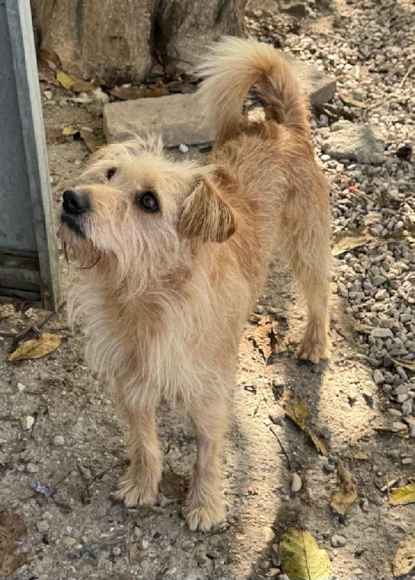 Amleto 2 anni Taglia piccola  Foto 7