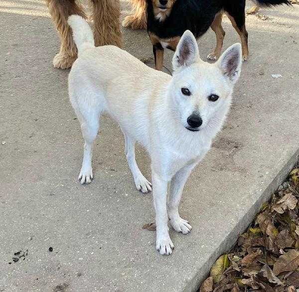 Foxy 1 Anno Taglia Piccola 