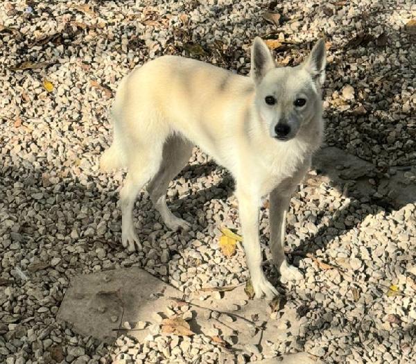 Foxy 1 anno taglia piccola  Foto 2