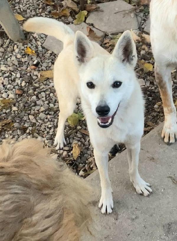 Foxy 1 anno taglia piccola  Foto 3