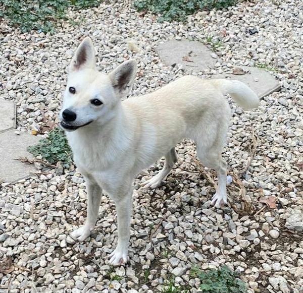 Foxy 1 anno taglia piccola  Foto 4