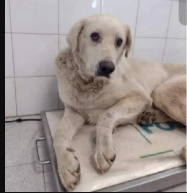 Mix Labrador Adulto Salvato In Extremis Da 1Lager.