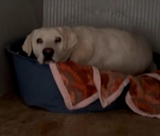 Mix Labrador adulto salvato in extremis da 1lager. Foto 2