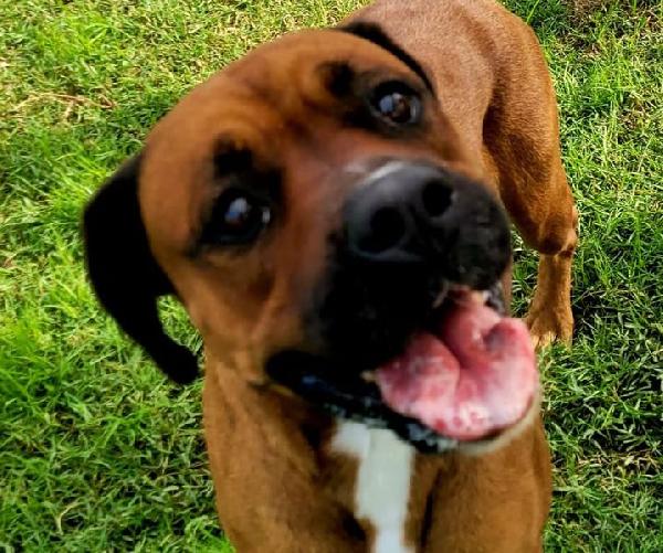 Caterina, Boxer Di Color Fulvo