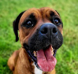 Caterina, boxer di color fulvo Foto 2