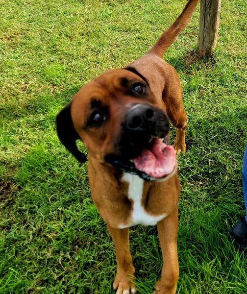 Caterina, boxer di color fulvo Foto 3