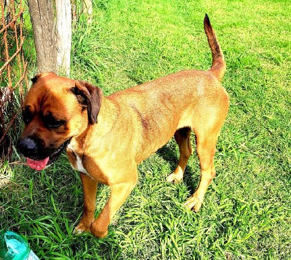 Caterina, boxer di color fulvo Foto 4