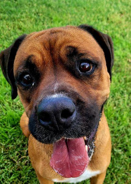 Caterina, boxer di color fulvo Foto 5