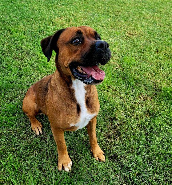 Caterina, boxer di color fulvo Foto 6