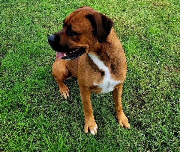 Caterina, boxer di color fulvo Foto 7