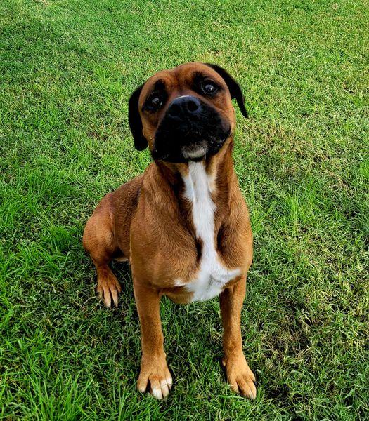 Caterina, boxer di color fulvo Foto 8