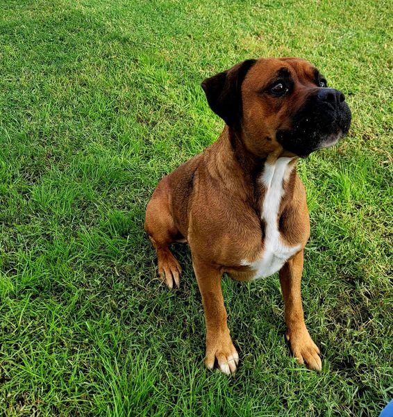 Caterina, boxer di color fulvo Foto 9