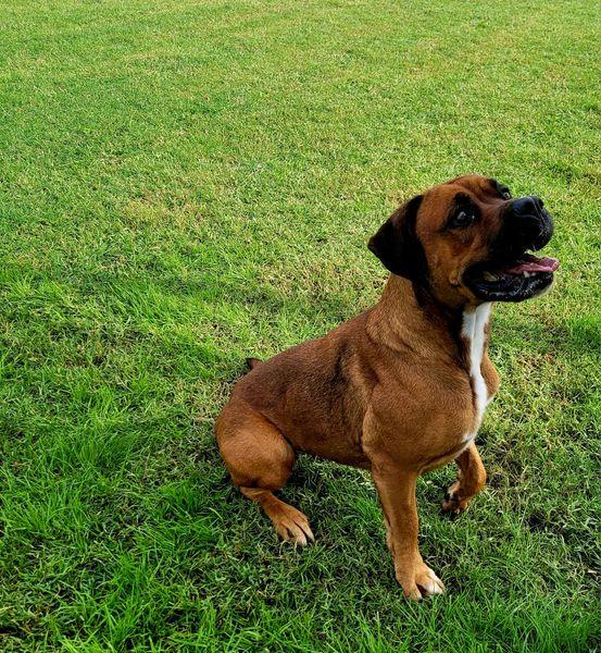 Caterina, boxer di color fulvo Foto 10