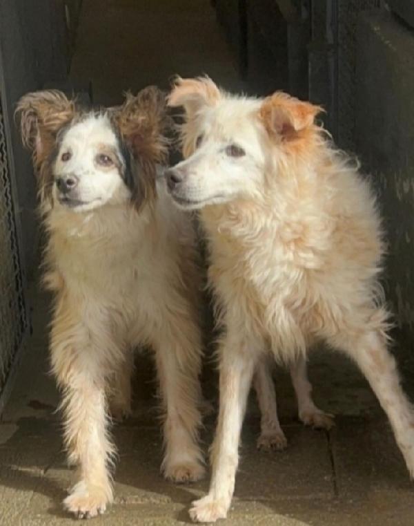 2Sorelle 12Anni In Canile Da Cucciole.sud