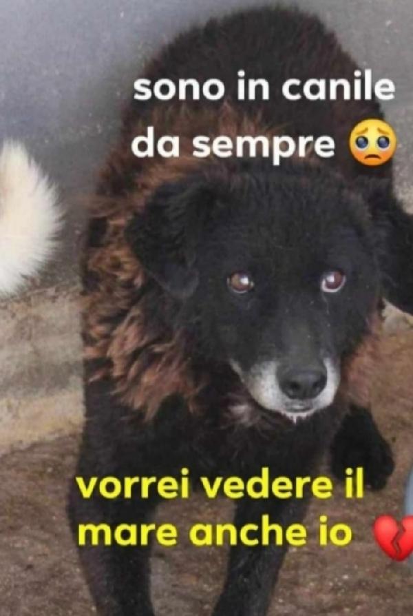 Nerina Ipovedente 11Anni Di Canile.roma