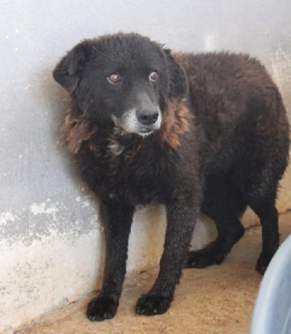 Nerina IPOVEDENTE 11ANNI DI CANILE.ROMA Foto 2