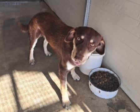 Tommy 2anni kg14 occhi ambra in canile.SOS CASS Foto 2