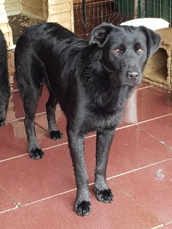 KIMBO 9 MESI  Foto 2