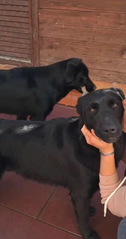 KIMBO 9 MESI  Foto 3