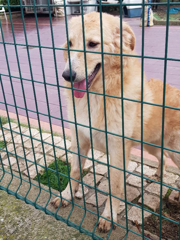 Tea Taglia Medio Grande 