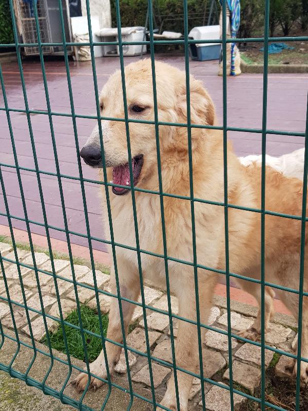 TEA TAGLIA MEDIO GRANDE  Foto 2