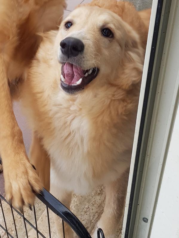 TEA TAGLIA MEDIO GRANDE  Foto 3