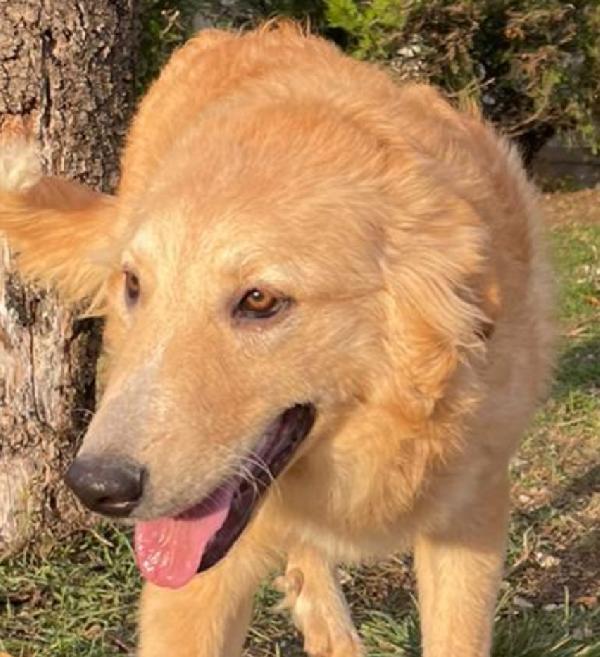 TEA TAGLIA MEDIO GRANDE  Foto 4