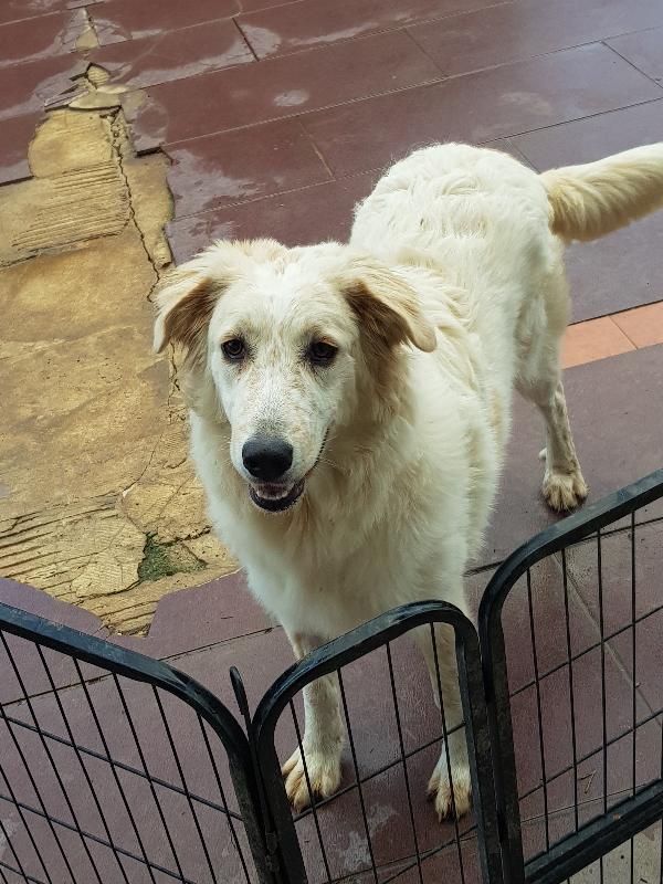 Diva Taglia Medio Grande 