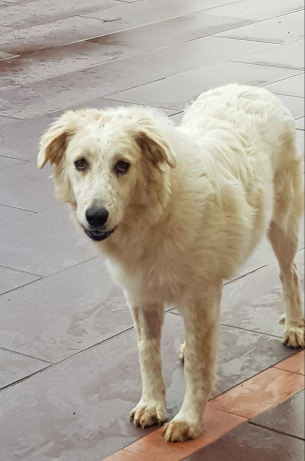 DIVA TAGLIA MEDIO GRANDE  Foto 2