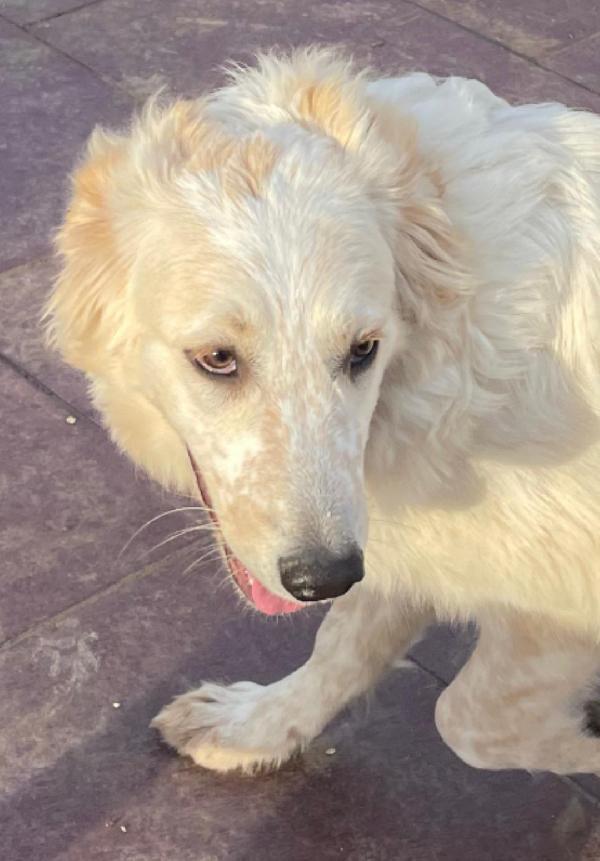 DIVA TAGLIA MEDIO GRANDE  Foto 3