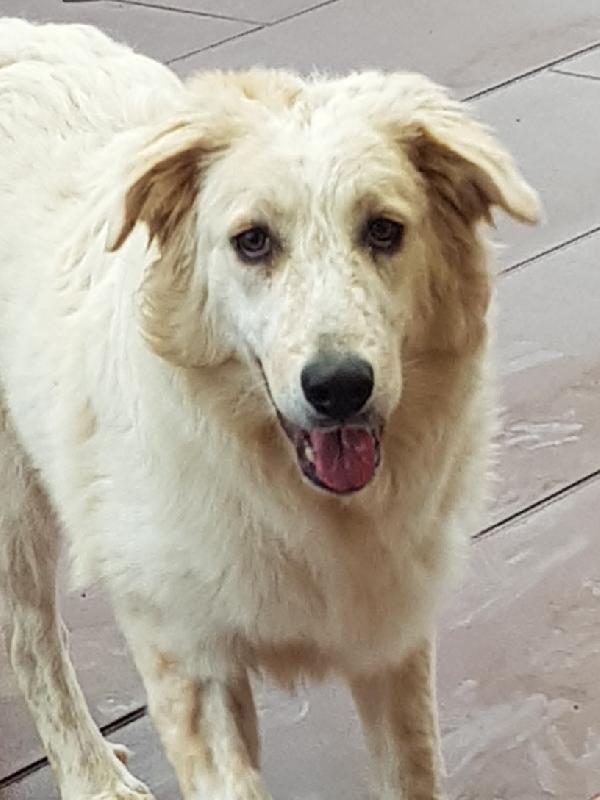 DIVA TAGLIA MEDIO GRANDE  Foto 4