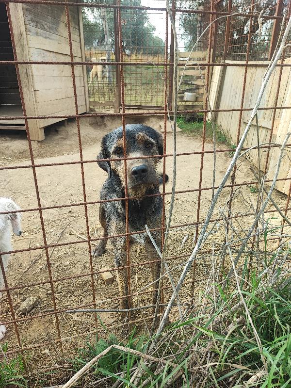 Ugo Solo, Ha Piggy E Nulla Più 