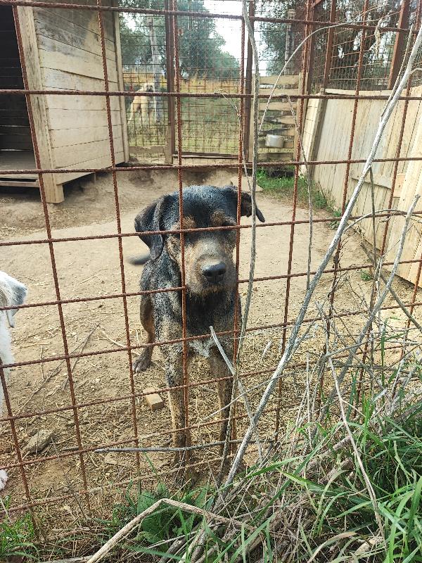 Ugo solo, Ha Piggy e nulla più  Foto 2