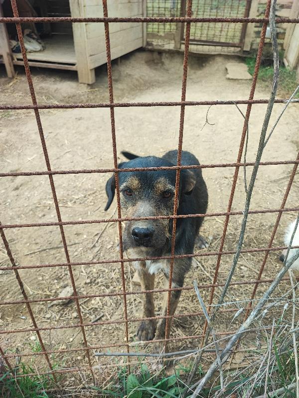 Ugo solo, Ha Piggy e nulla più  Foto 4