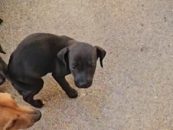 Lavanda: 2 Mesi Taglia Piccola 