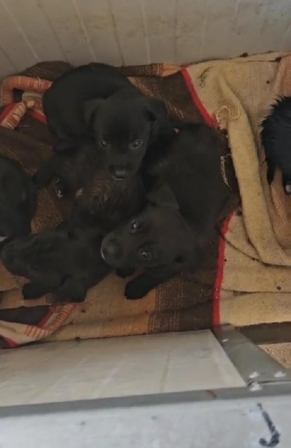 Lavanda: 2 mesi taglia piccola  Foto 3