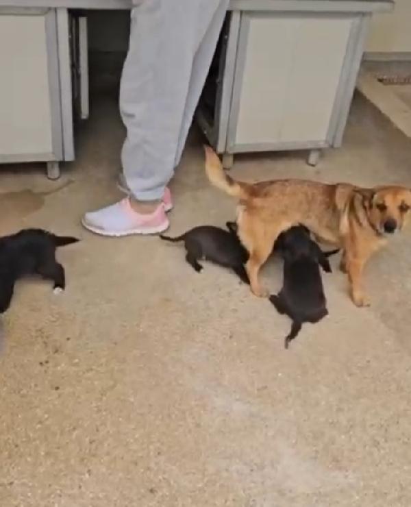 Lavanda: 2 mesi taglia piccola  Foto 5