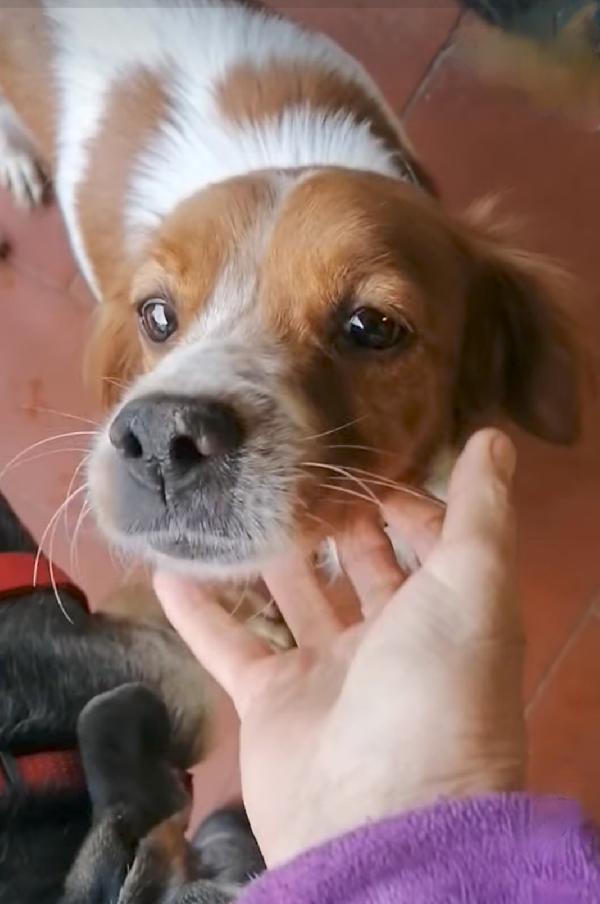 Ellie, Breton Taglia Piccola Da Adottare 