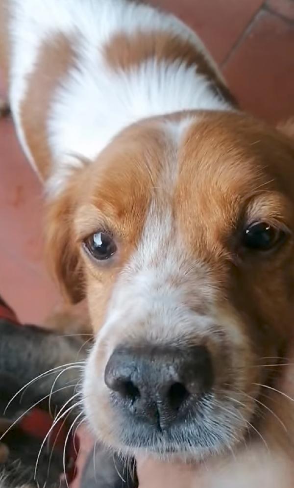 ELLIE, Breton taglia piccola da adottare  Foto 2