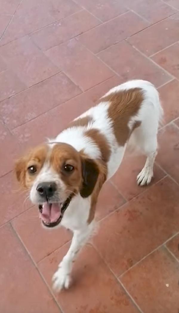 ELLIE, Breton taglia piccola da adottare  Foto 3