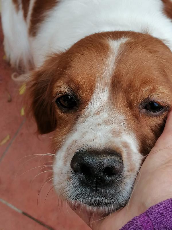 ELLIE, Breton taglia piccola da adottare  Foto 4