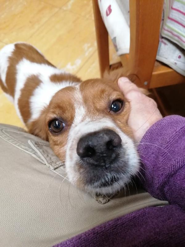 ELLIE, Breton taglia piccola da adottare  Foto 5