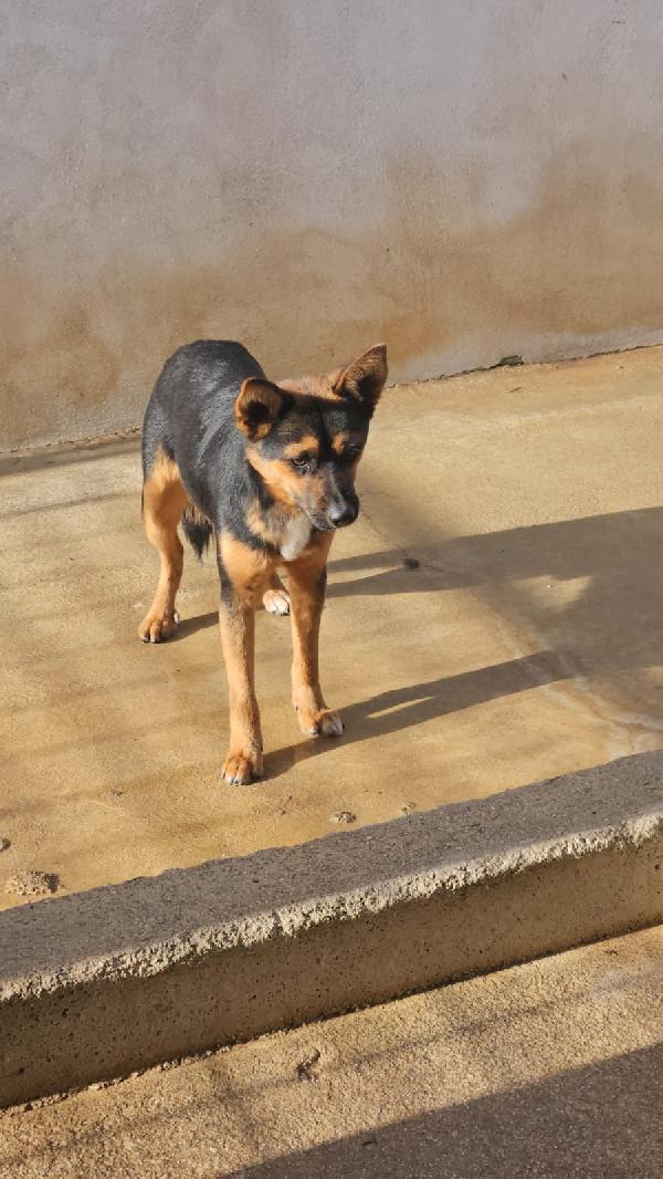 Lucio: cucciolotto taglia piccola timido dolce  Foto 5