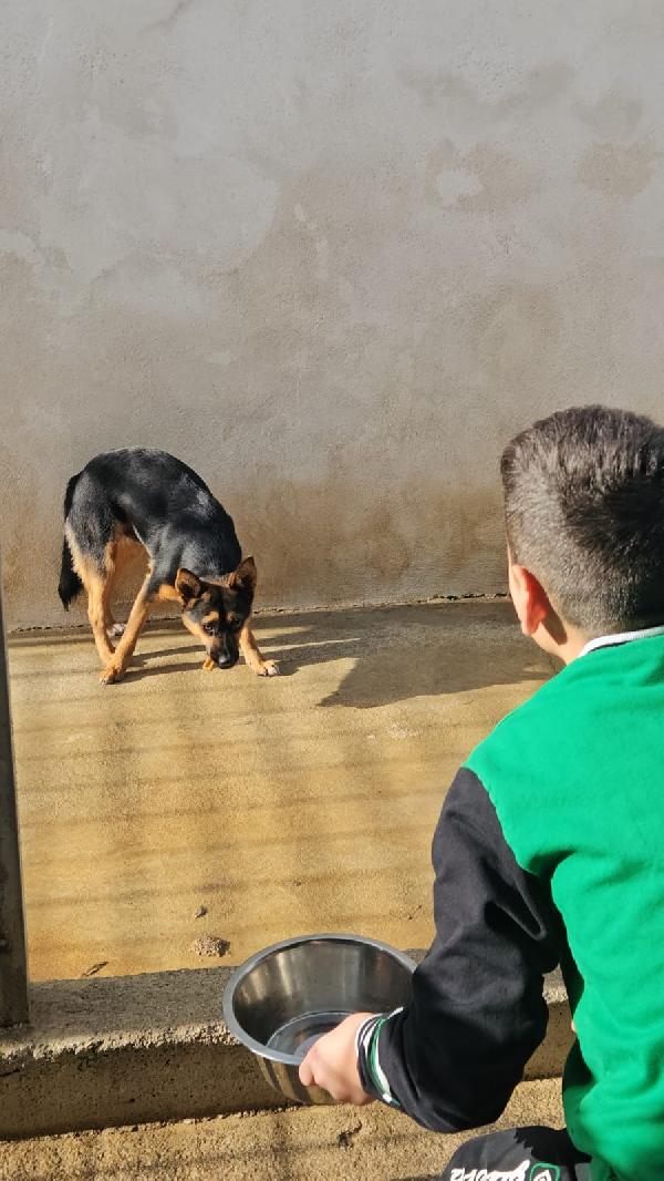 Lucio: cucciolotto taglia piccola timido dolce  Foto 6