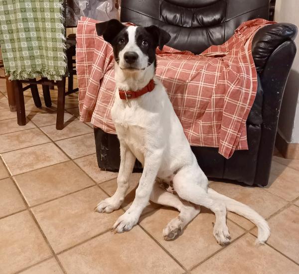 Kevin Cucciolo 4 Mesi