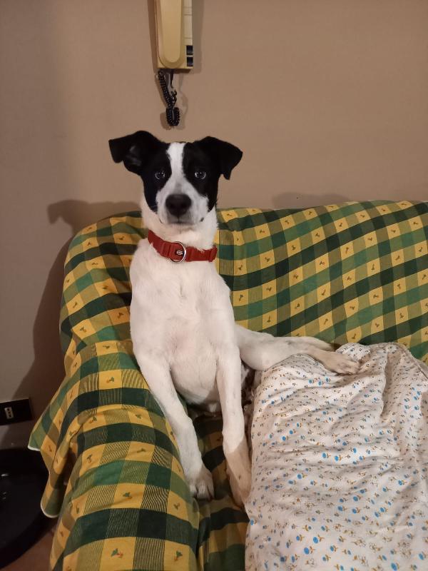 Kevin cucciolo 4 mesi Foto 2