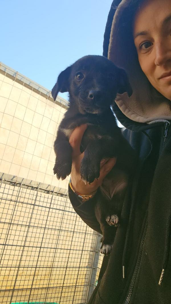 Viola: 2 Mesi Taglia Piccola 