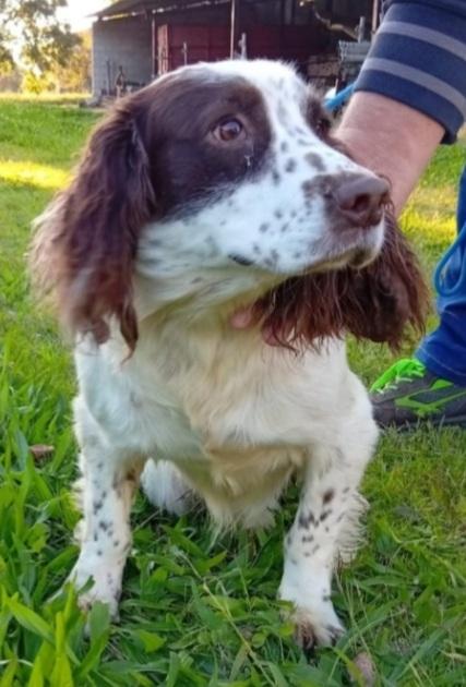Springer Spaniel 5Anni Finito In Canile.padova 